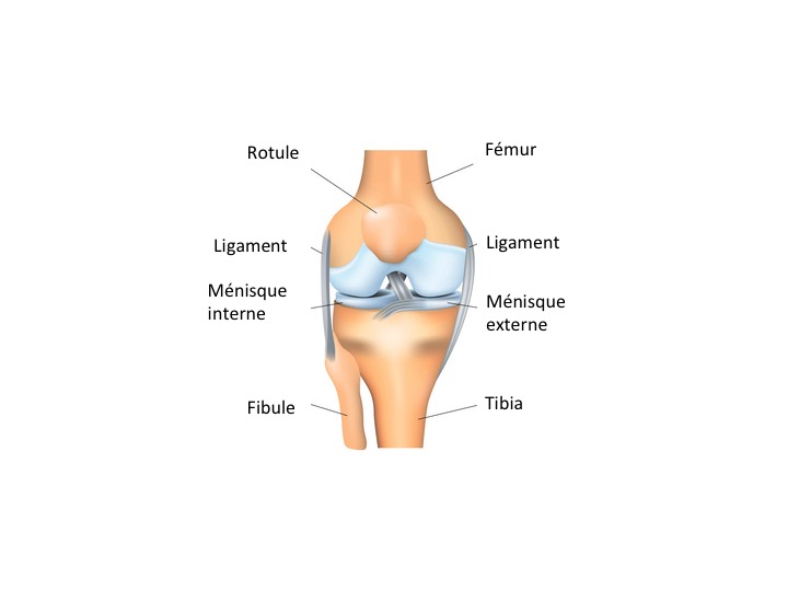 Genou : tout savoir sur la prise en charge des ménisques blessés ...
