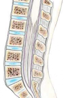 canal lombaire normal