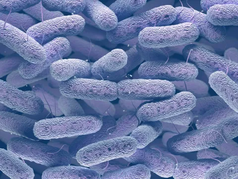 Infection